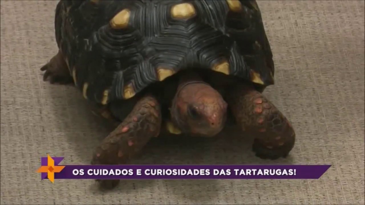 Conheça os cuidados e curiosidades das tartarugas