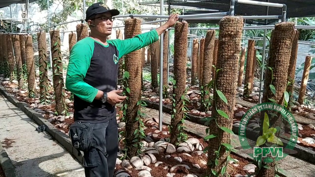 KEBUN KEREN!!! Memanfaatkan Halaman Belakang Rumah untuk Tanam Vanili