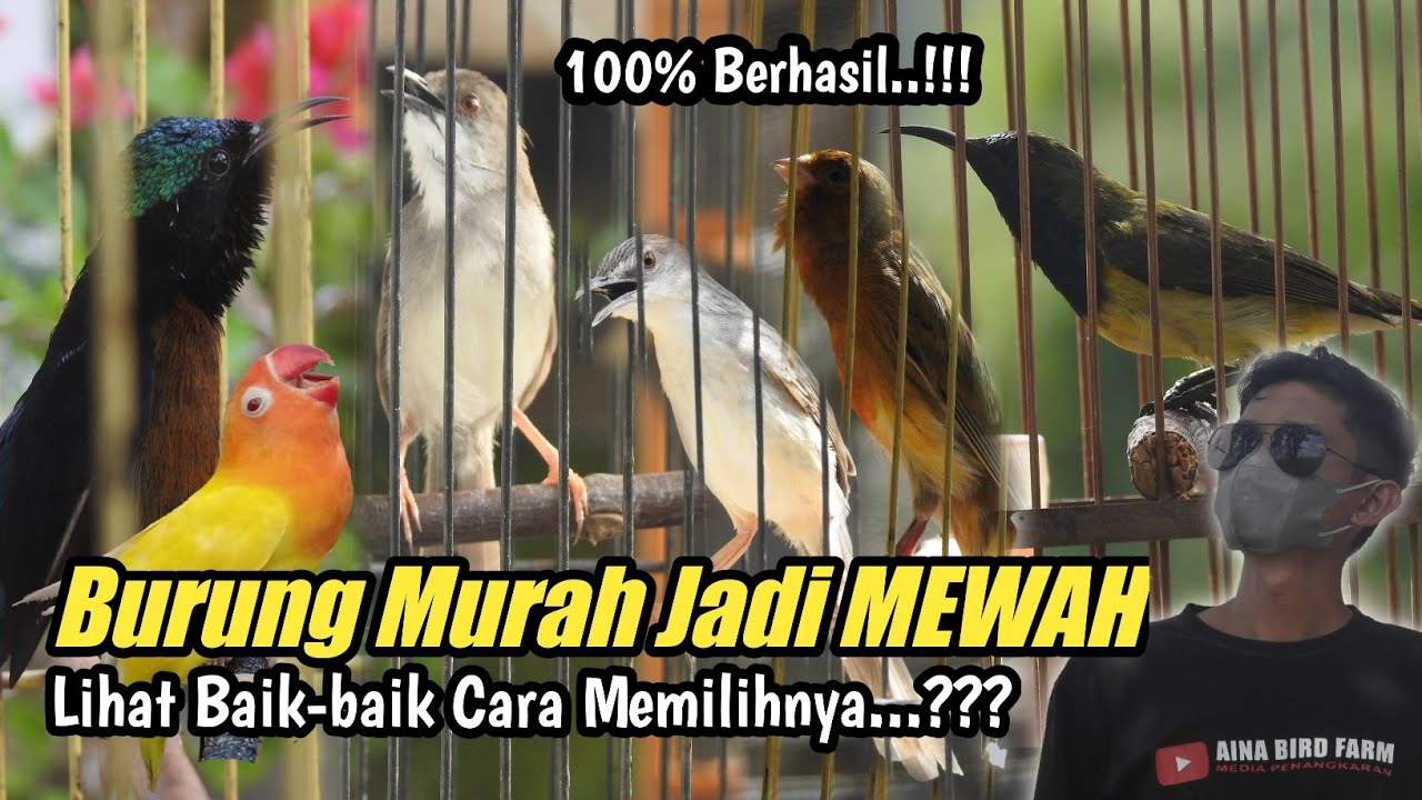 CARA CETAK BURUNG MURAH MENJADI MASTER MEWAH‼️Begini Triknya