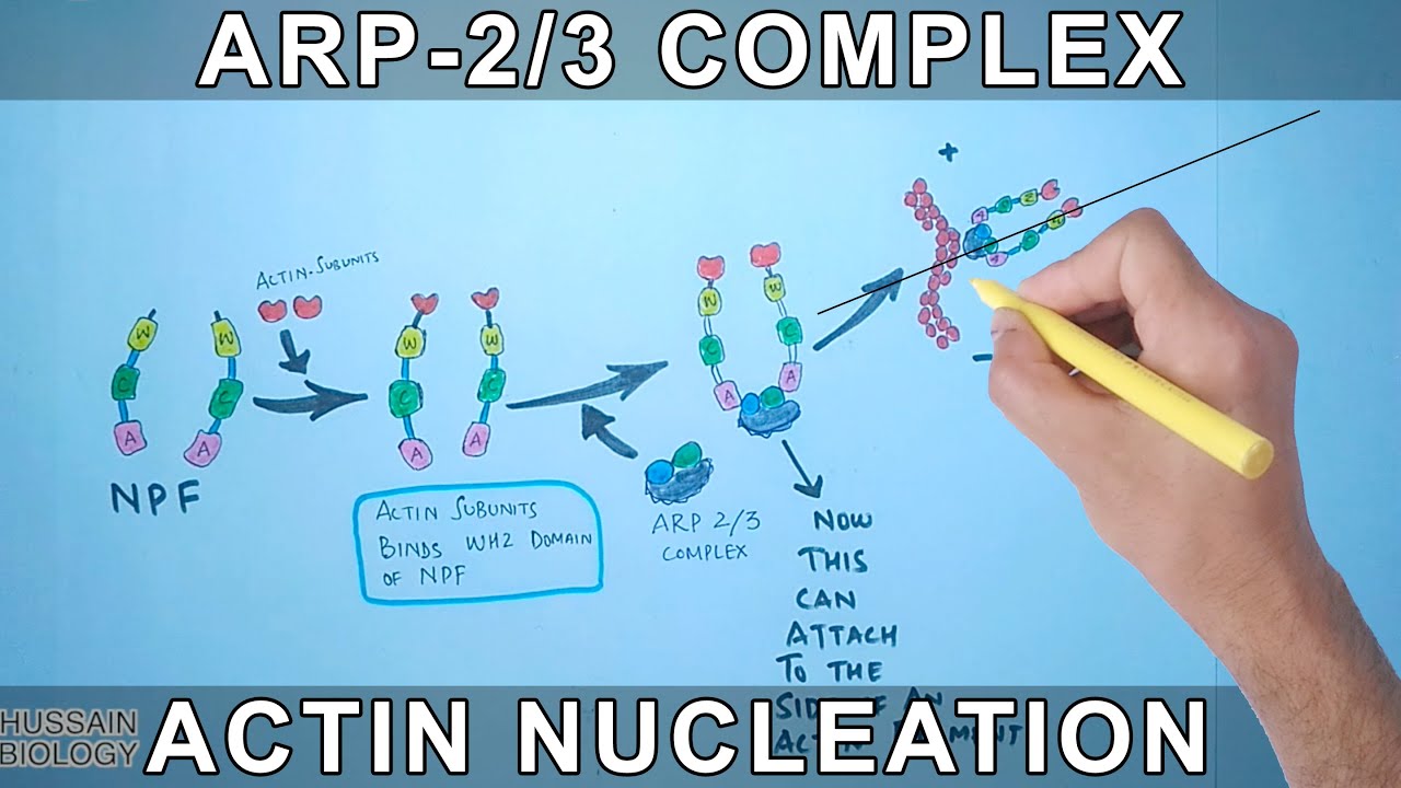 Нуклеация актина комплексом Arp-2/3