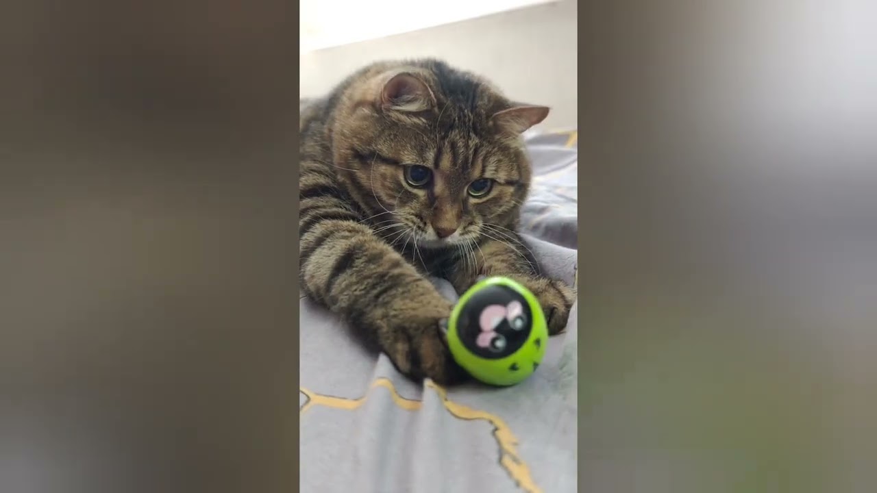 Кот и его законы ☝️🙀😹🤣