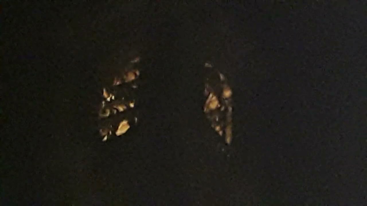 Campane di Casaleone(VR)
