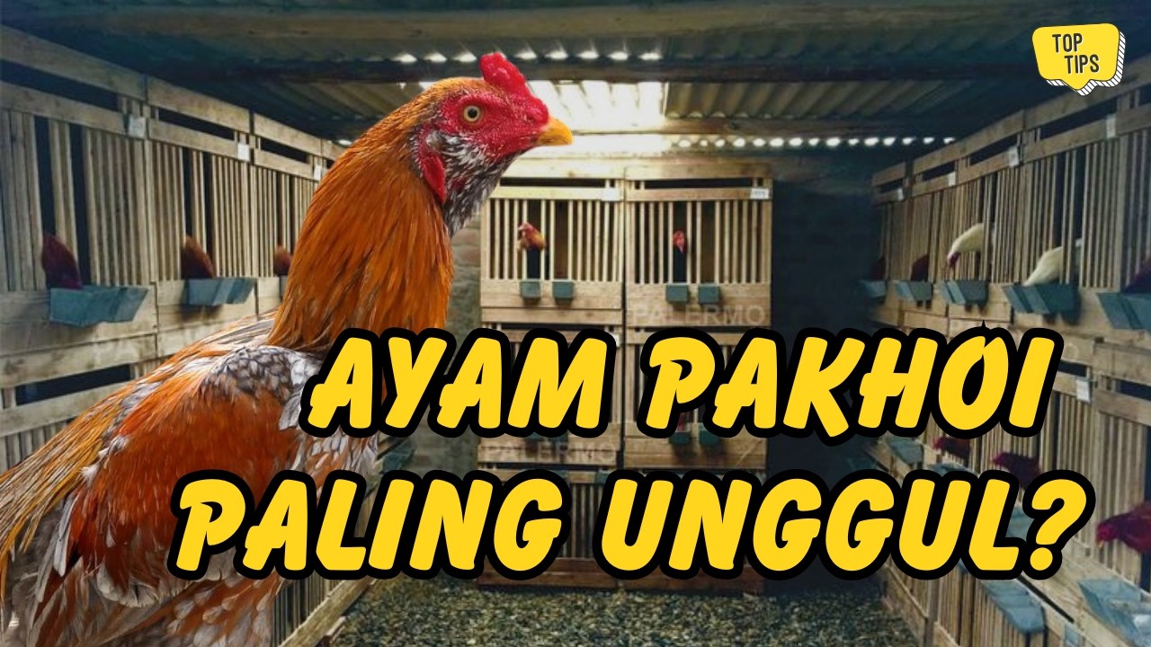 Mitos atau Fakta? Ayam Pakhoi Lebih Unggul dari Ayam Bangkok & Pama! Ini Jawaban Sebenarnya
