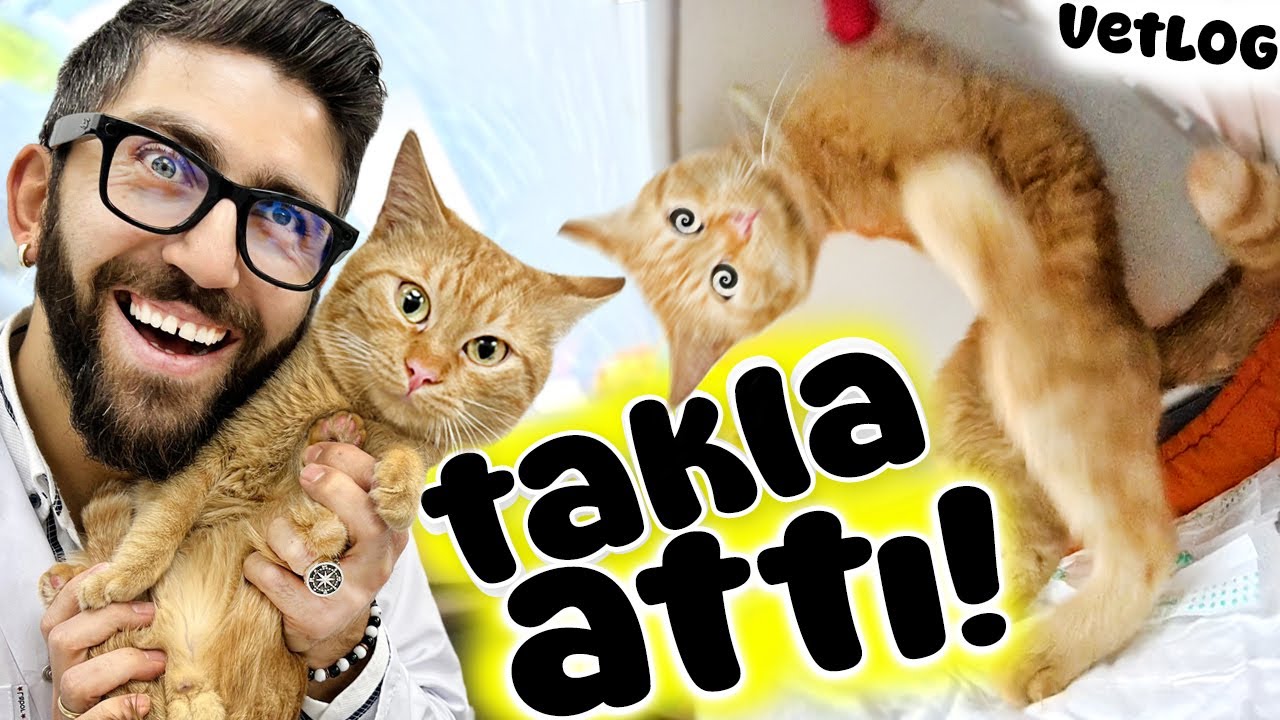 Kedi ANESTEZİ'den Uyanırken 😳 KOMEDİ ALTYAZILI