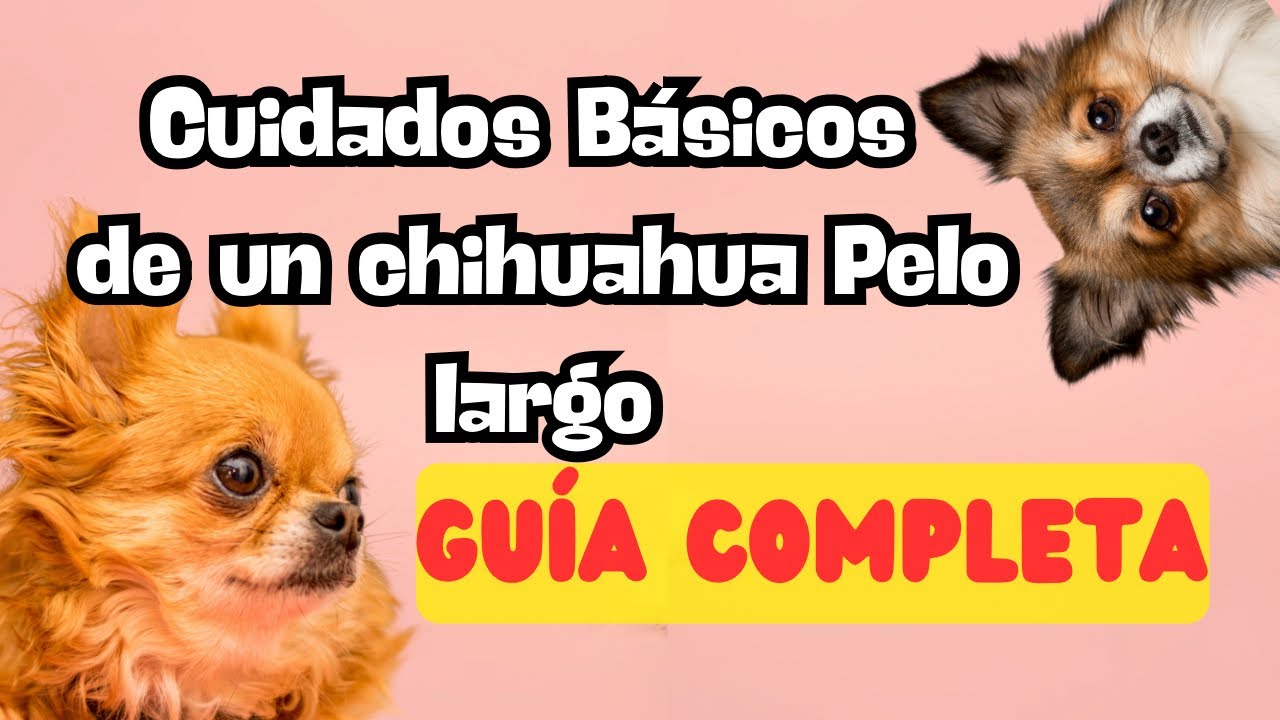 Chihuahua Peludo, tips y cuidados para tu mascota