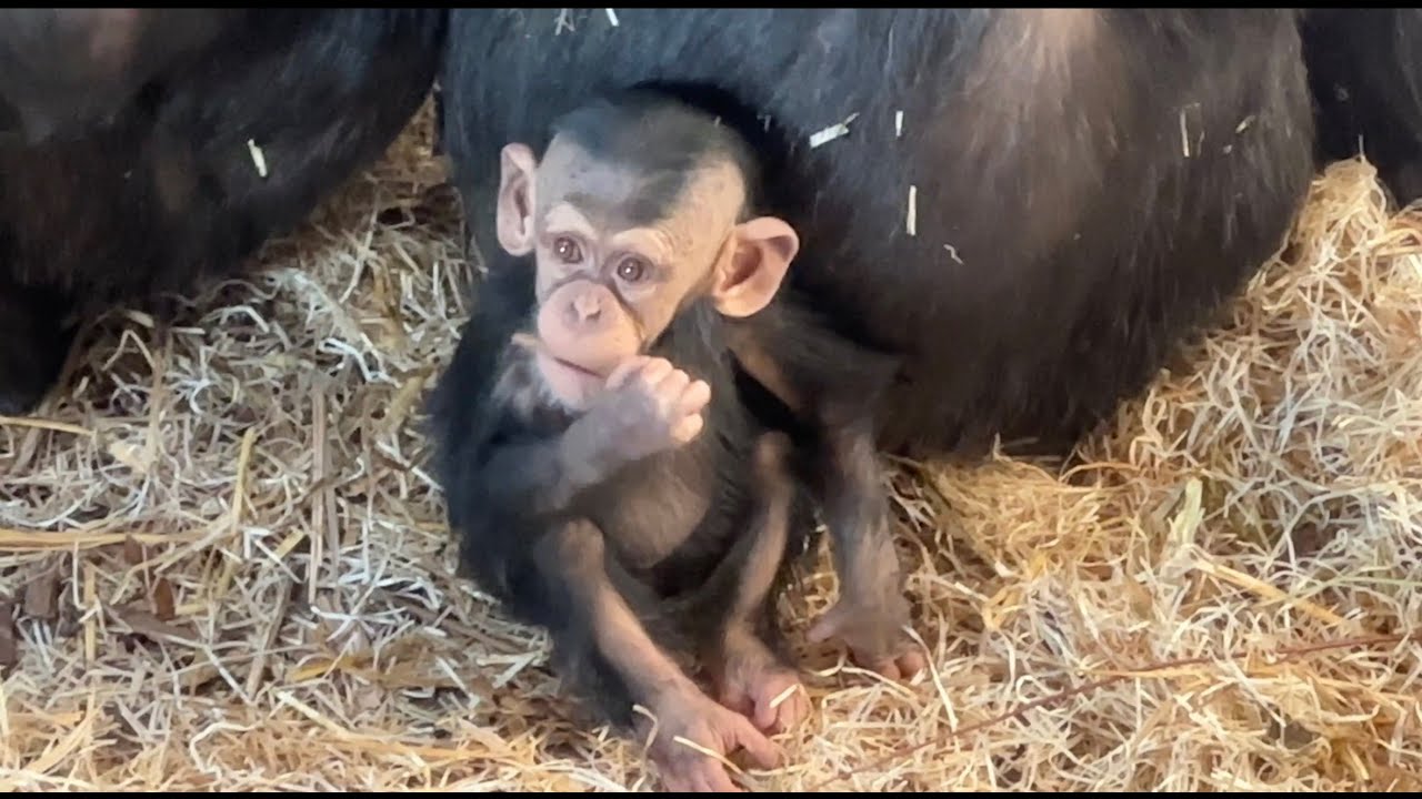 Baby Chimps with their Mother - They are so Sweet - PART 14 ❤️ 🥰