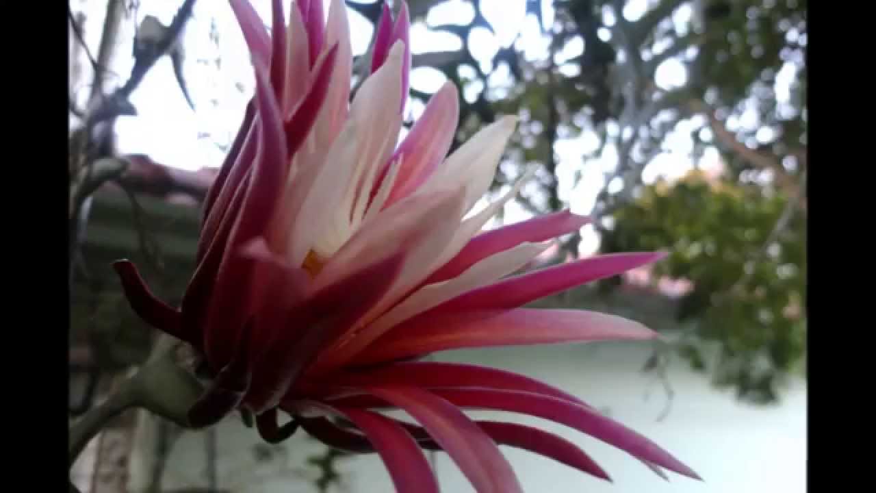 RAINHA DA NOITE ou CACTUS ORQUÍDEA - (Selenicereus Anthonyanus)