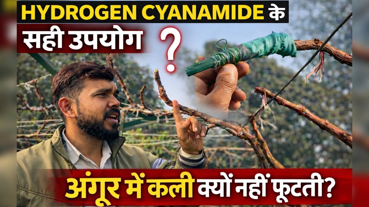 Dormex (Hydrogen Cyanamide) क्या है? | अंगूर व स्टोन फ्रूट में सही उपयोग व डोज़ |