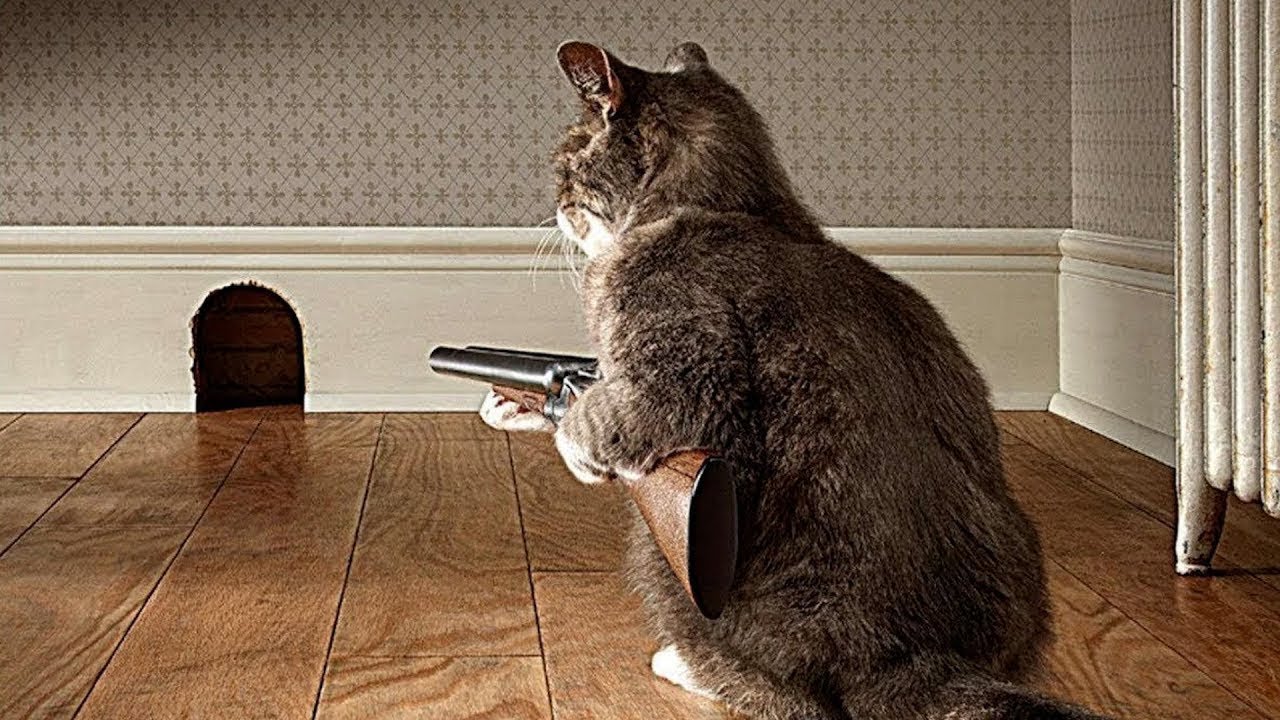 This Cat Will Shock You With Its Intelligence | Smartest Cat Breeds Explained