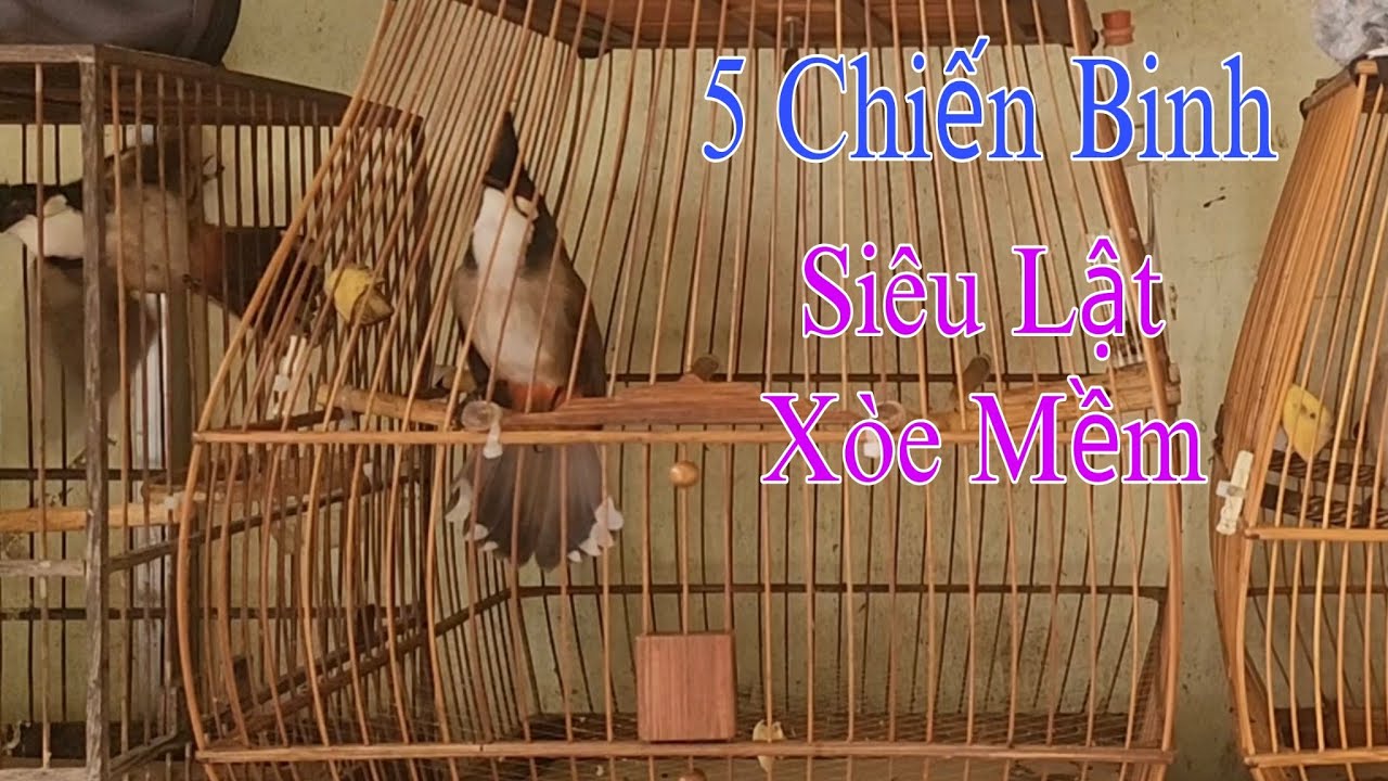 10/2 Siêu Chiến Binh Lật Cầu Như MÁy, Thần Xòe Mềm, Bổi Xòe Mềm Vip Hot Hay