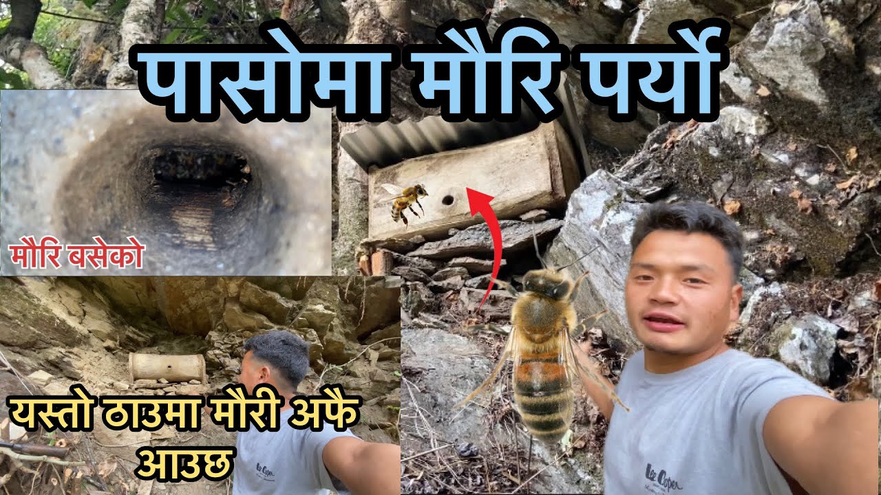 जॅगलमा मौरीलाई पासो थापेको ठाऊमा फेरि मौरि आयो/