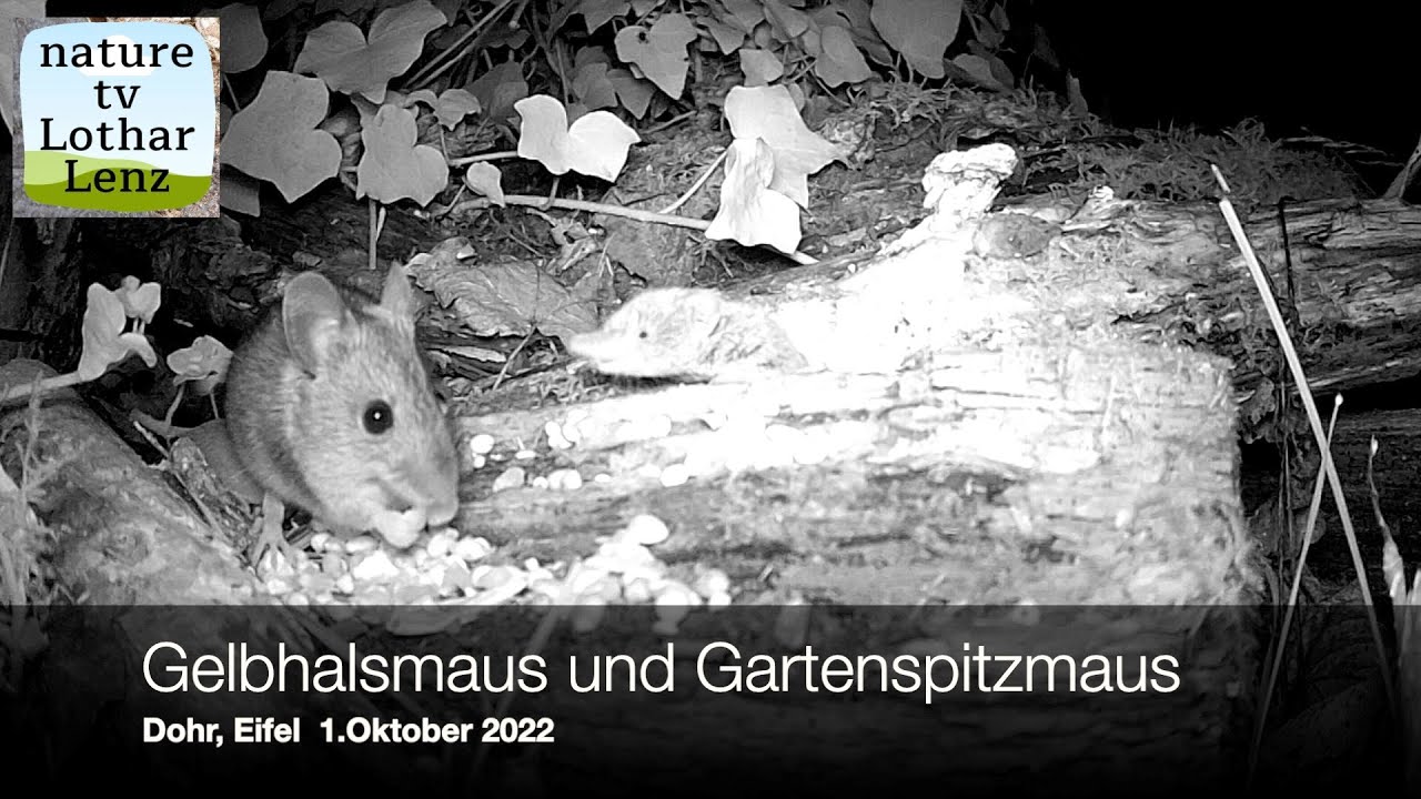 Gartenspitzmaus und Gelbhalsmaus vor der Kamera. Dohr, Eifel
