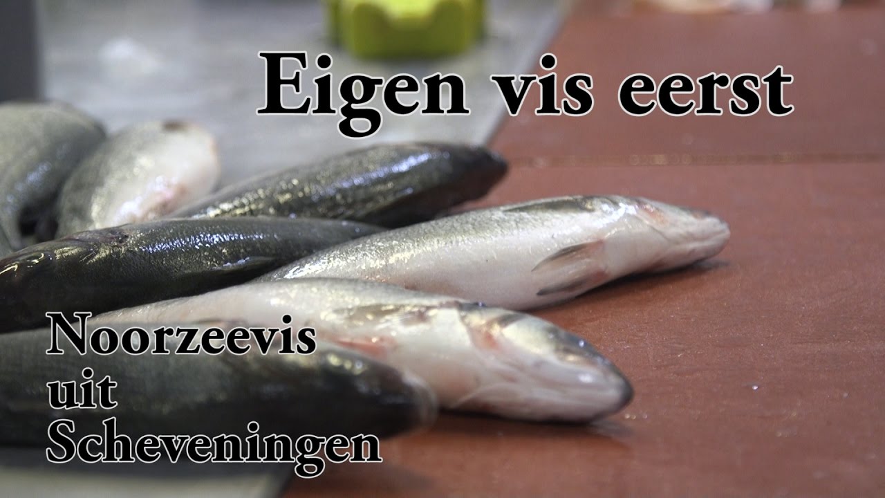 Korte documentaire 'Eigen vis eerst - Noordzeevis uit Scheveningen'