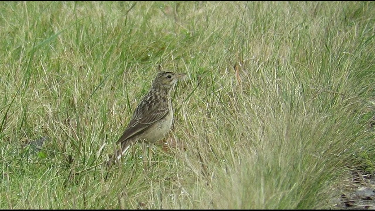 Blyth's Pipit - Anthus godlewskii - Mongoolse pieper / Noordwaard - Netherlands / 28-1-2017