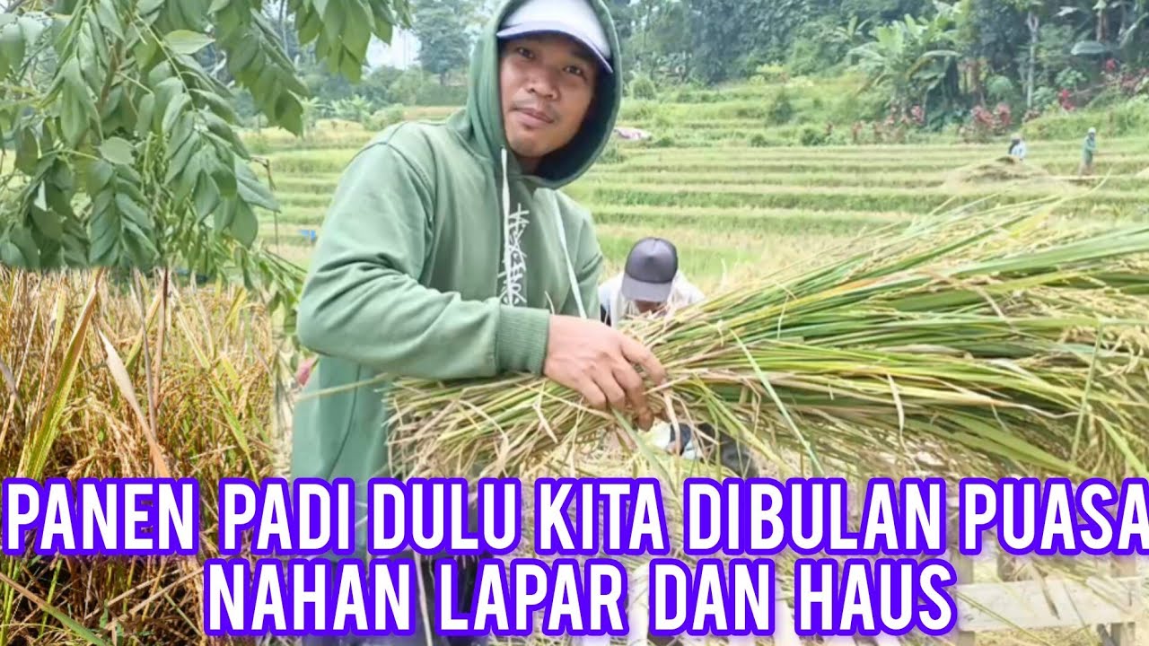 Panen padi di bulan suci ramadhan