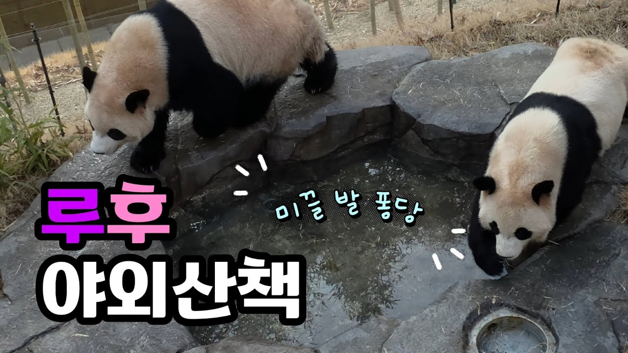 현장영상 🎦루후 야외산책🎦 💕🐼루이바오🐼후이바오💕 🗓20260227