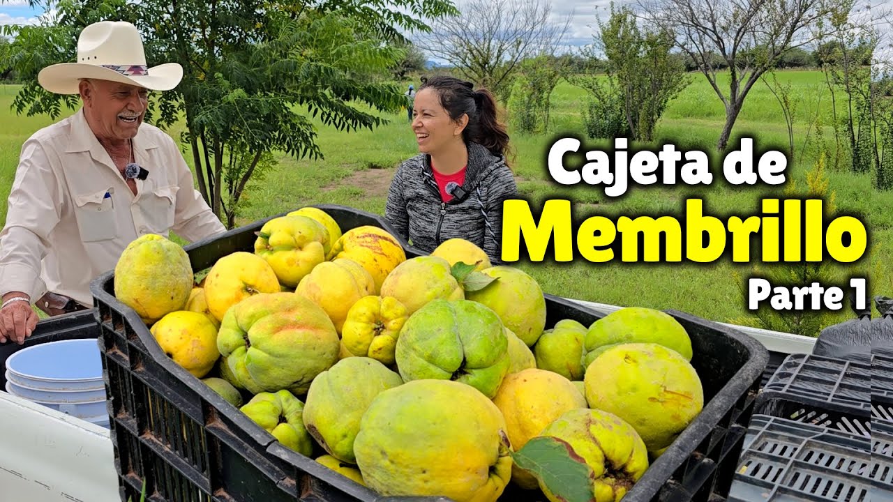 COSECHANDO MEMBRILLOS ¡SE LLEGÓ LA TEMPORADA DE CAJETA!