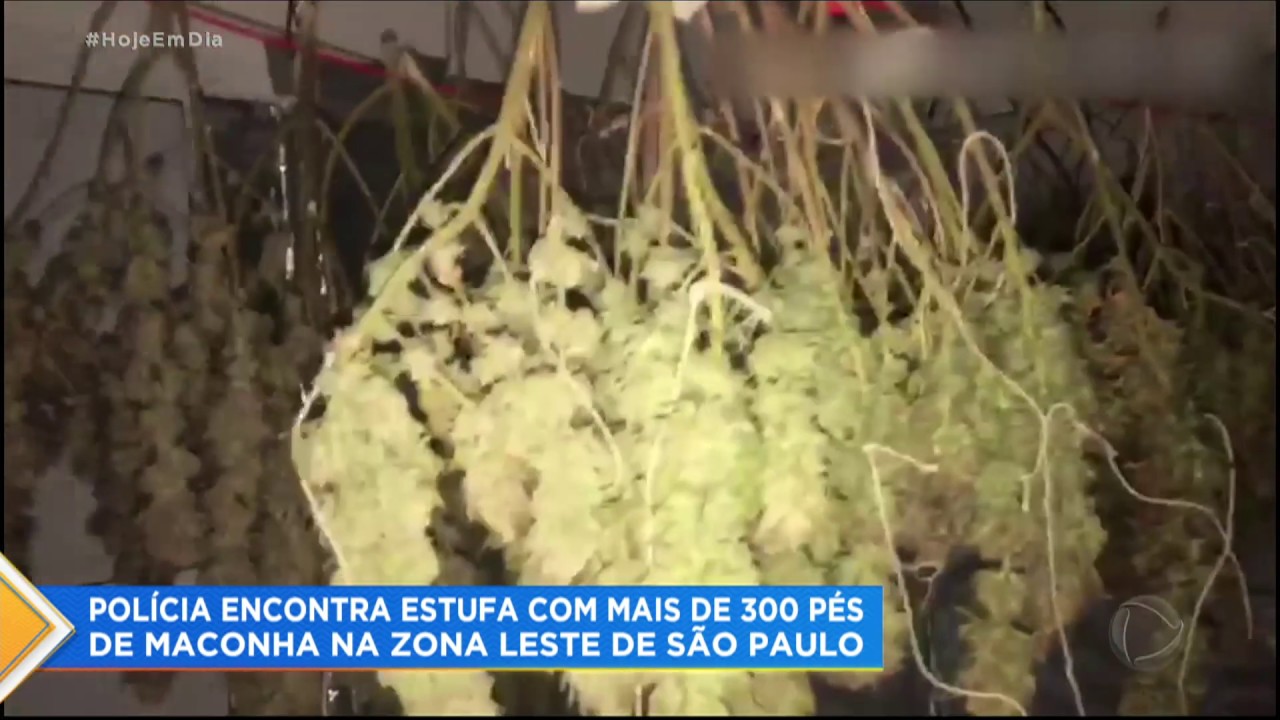 Pol&iacute;cia encontra estufa com mais de 300 p&eacute;s de maconha na zona leste de SP