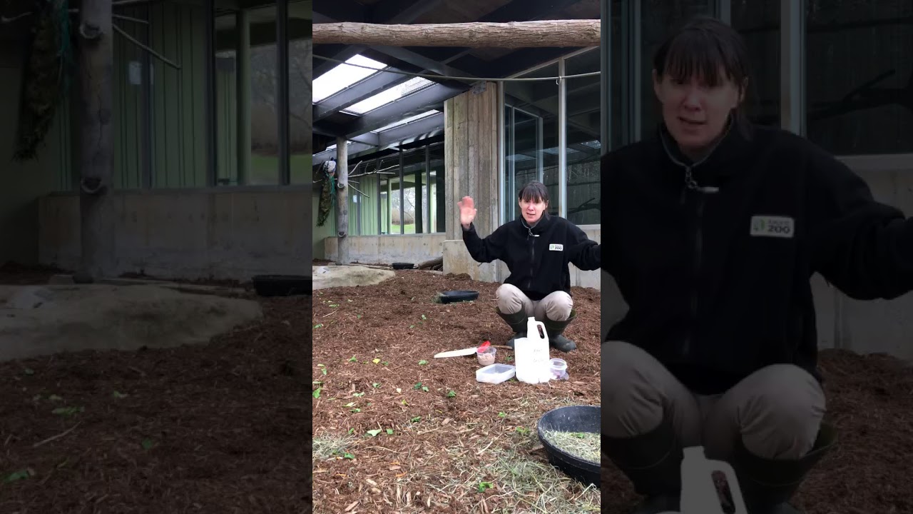 Toronto Zoo Keeper Talk with Peacocks on Facebook LIVE