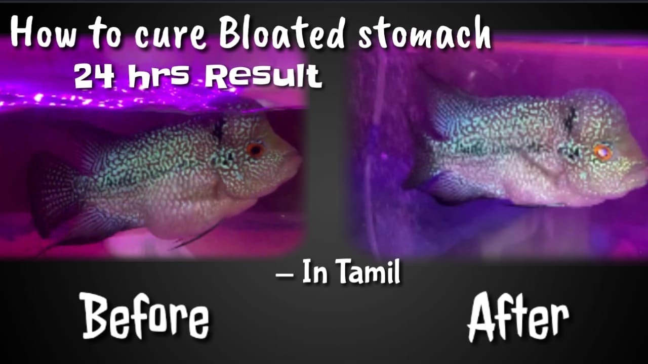 How to cure Bloated stomach in Flowerhorn | Tamil
