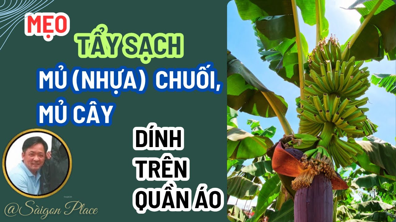 4 Cách Tẩy Mủ Chuối Trên Quần Áo Siêu Nhanh Ai Cũng Làm Được @Saigon Place