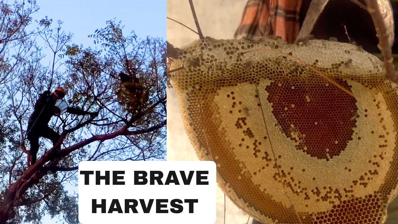 Brave Honey Harvest! Pure Wild Neem Honey & Amazing Discovery  next to Moringa  tree 🍯