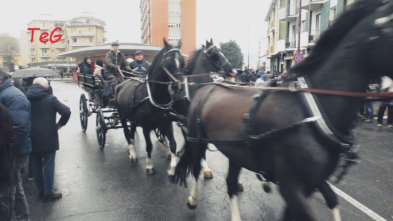 Alcune carrozze con cavalli - Festa Sant'Antonio Abate ad Ivrea 2025
