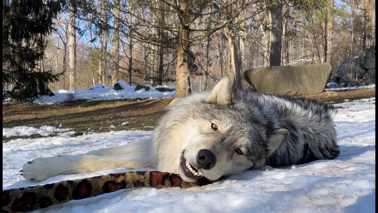 Gray Wolf Plays with Toy Snake