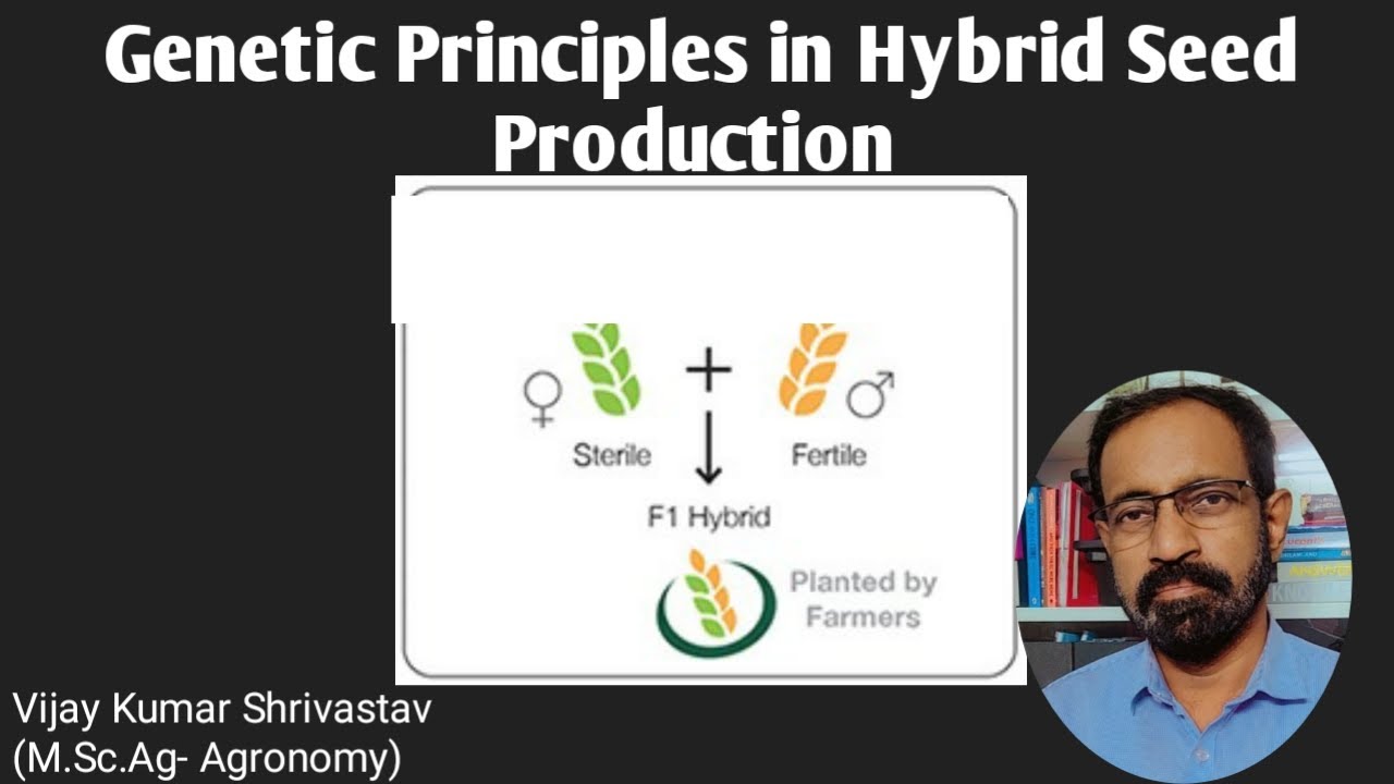 GENETIC PRINCIPLES IN HYBRID SEED PRODUCTION