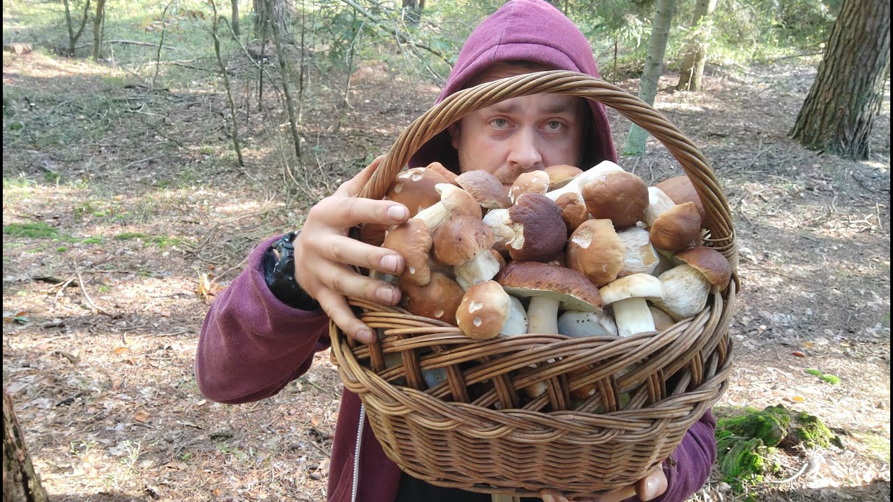 KOSZ PRZEPIĘKNYCH PRAWDZIWKÓW Z GŁĘBI LASU... Kosz to za mało
