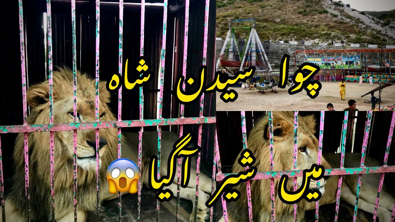 Choa Saiden Shah me Sher agia😱😱| CHOA VIBEZ