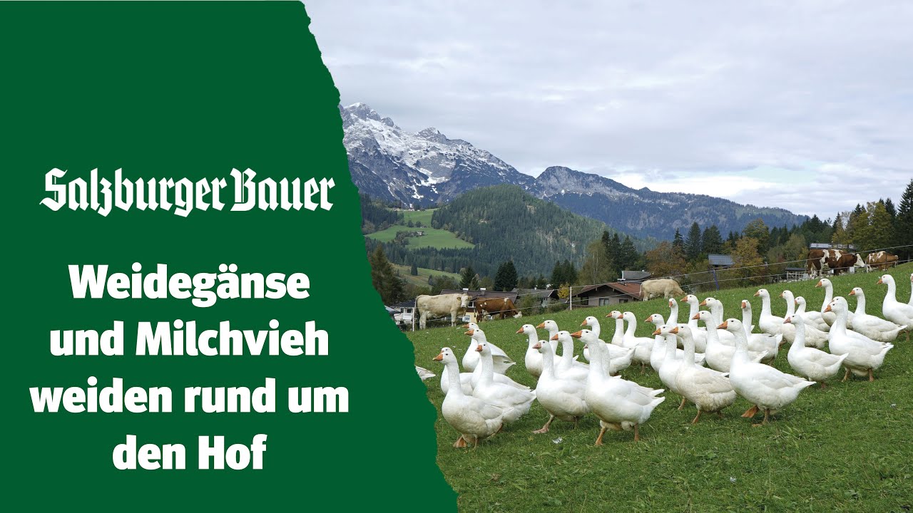Mit Weidegänse ein zweites Standbein aufgebaut: Großschartengut in St. Martin am Tennengebirge