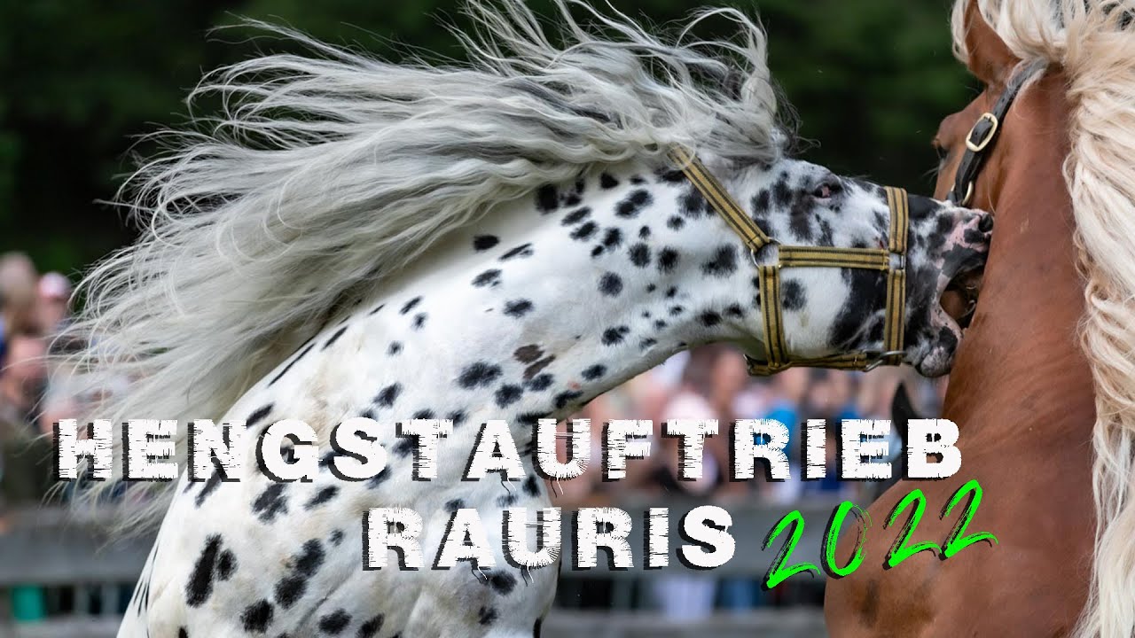 Hengstauftrieb Rauris 2022
