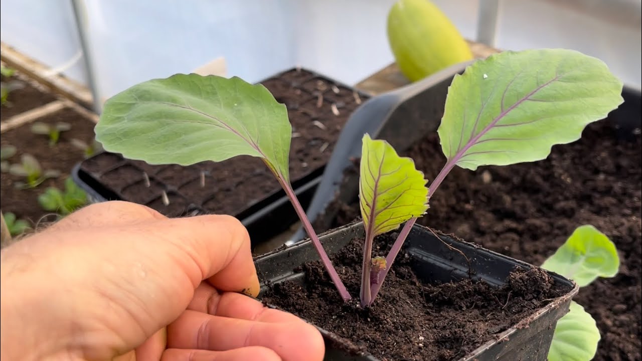 Preparing for spring by over-wintering cabbages, calabrese and cauliflowers