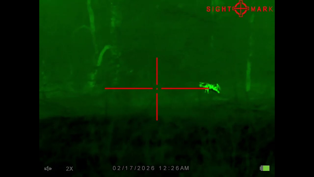 Hunting coyote 