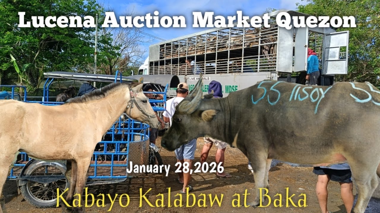 Malaking Kalabaw Kabayo at Baka! Lucena Auction Market Quezon
