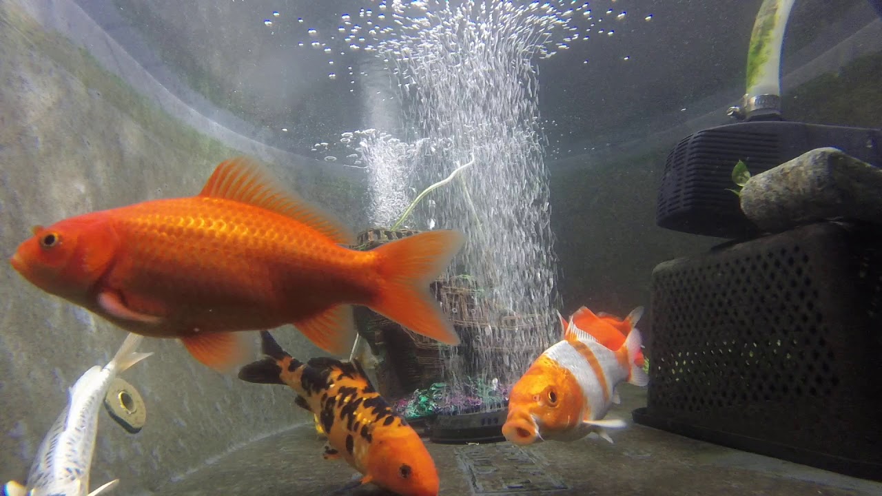 Relax to 17 minutes of KOI fish (and three goldfish too)