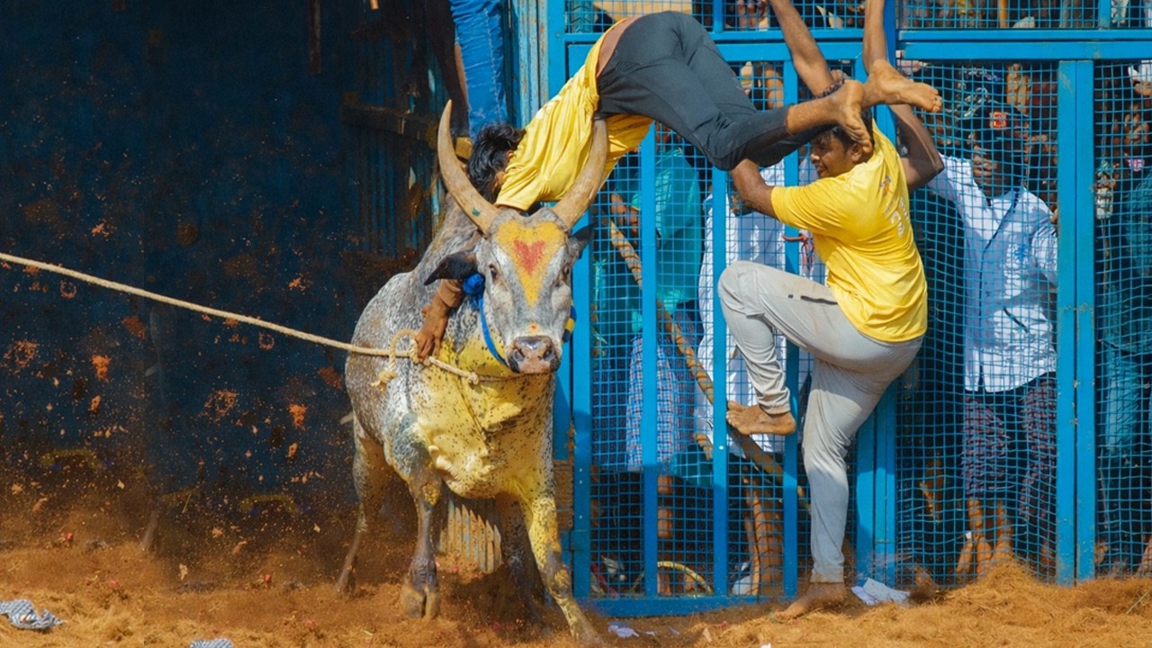 நவலூர்குட்டப்பட்டு ஜல்லிக்கட்டு வீடியோ 2026 Navalur Kuttapattu Jallikattu Hilights Video