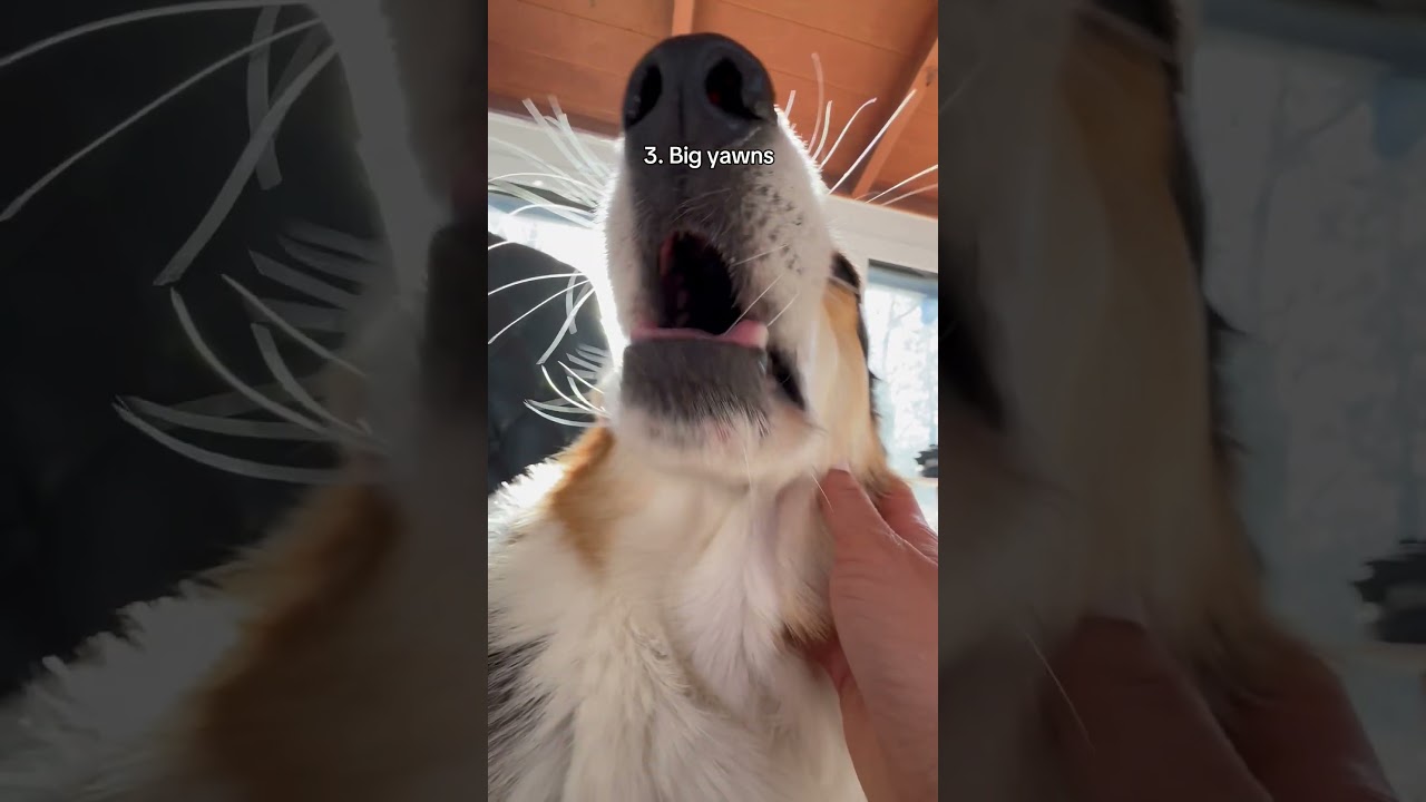 Things Our Corgis Do When They Are Sleepy