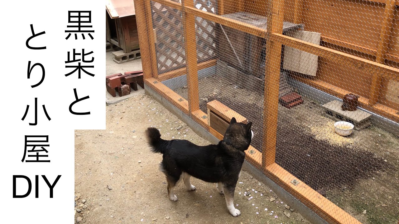 【とり小屋DIYと黒柴】黒柴のうめに見守られながらウコッケイと姫うずらが暮らす裏庭とり小屋DIY