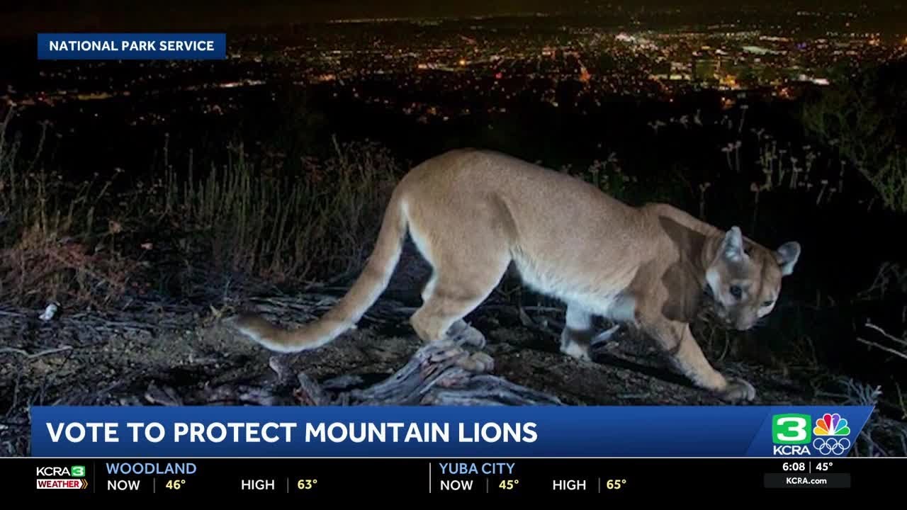 California officials to consider protections for mountain lions