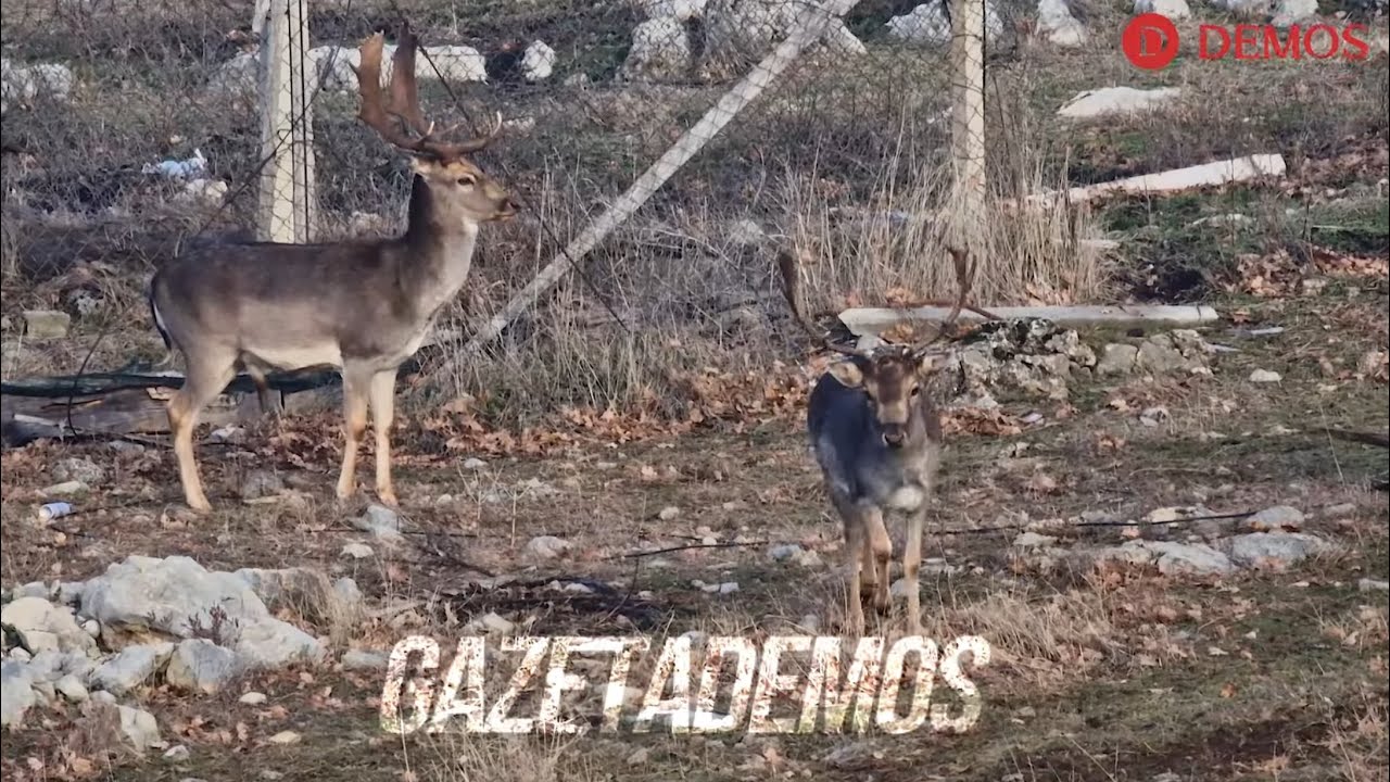 Këta janë kaprojtë e fermës në fshatin Zatriq që i përballojnë temperaturave deri në -20°C