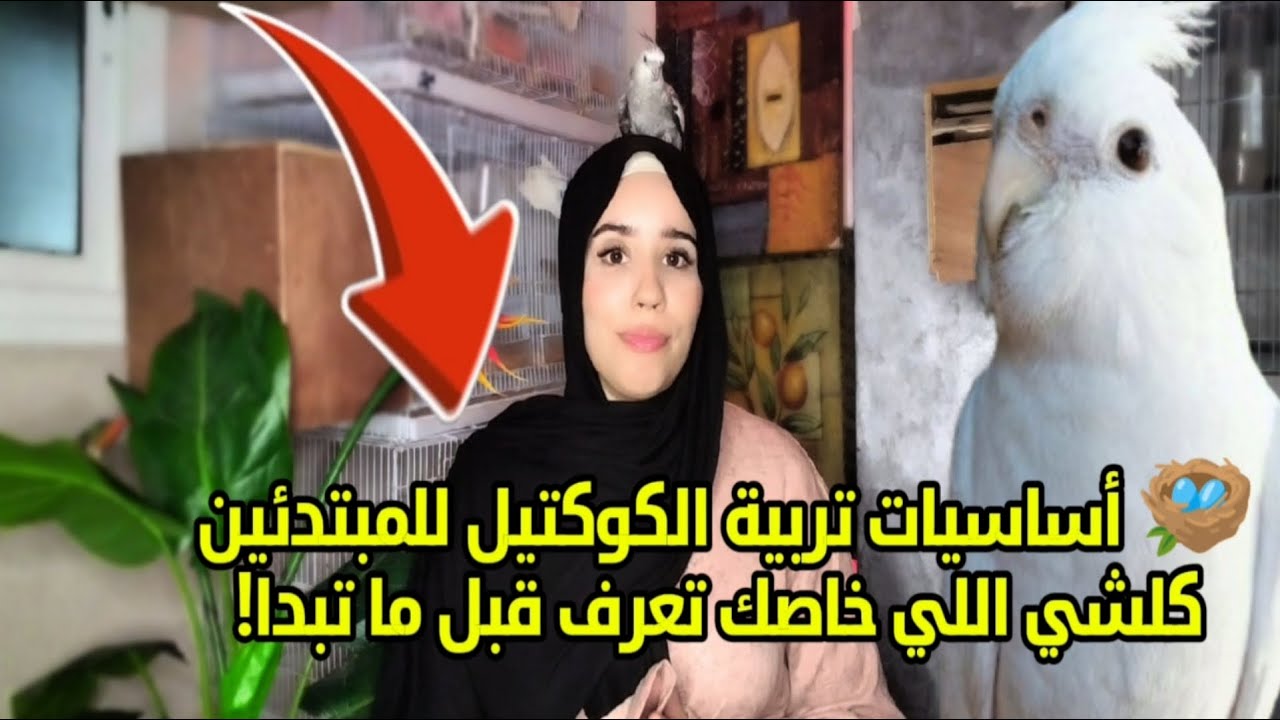 معلومات تربية طيور الكوكتيل من البداية حتى الإنتاج | كلشي عن القفص تزاوج وسلوك وانتاج