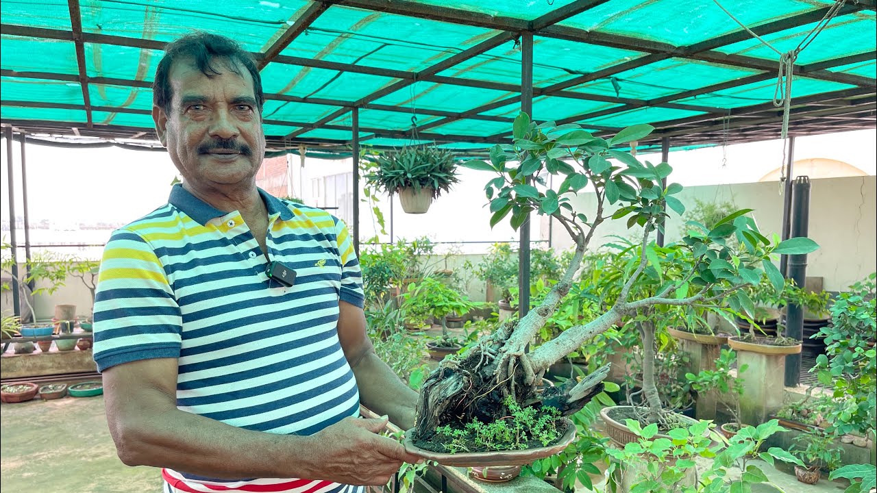 मिलिए 35 साल पुराने Bonsai Artist से 😯 इनके गार्डन में है सैकड़ों बोनसाई 😮 Kota Series EP-45