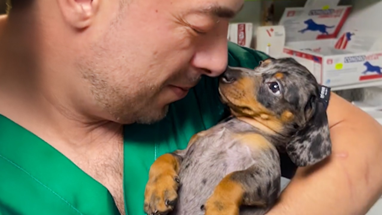 Dogs Who Make Vets Forget Their Job 🤣 Funny Dog's Reaction