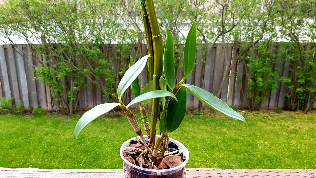 给灯笼石斛换盆，快速剥除旧水苔的方法 Dendrobium Griffithianum