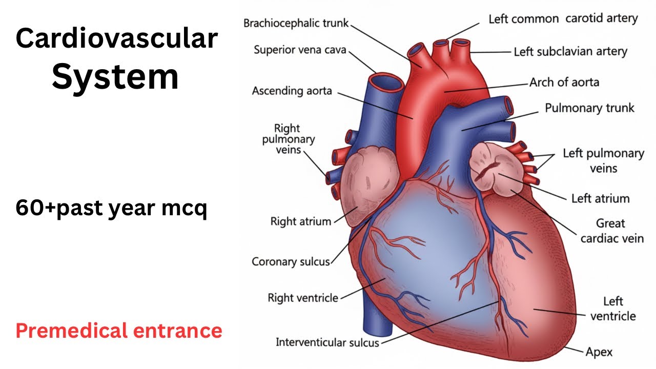 Cardiovascular system MCQ| Past year mcq| premedical entrance exam 