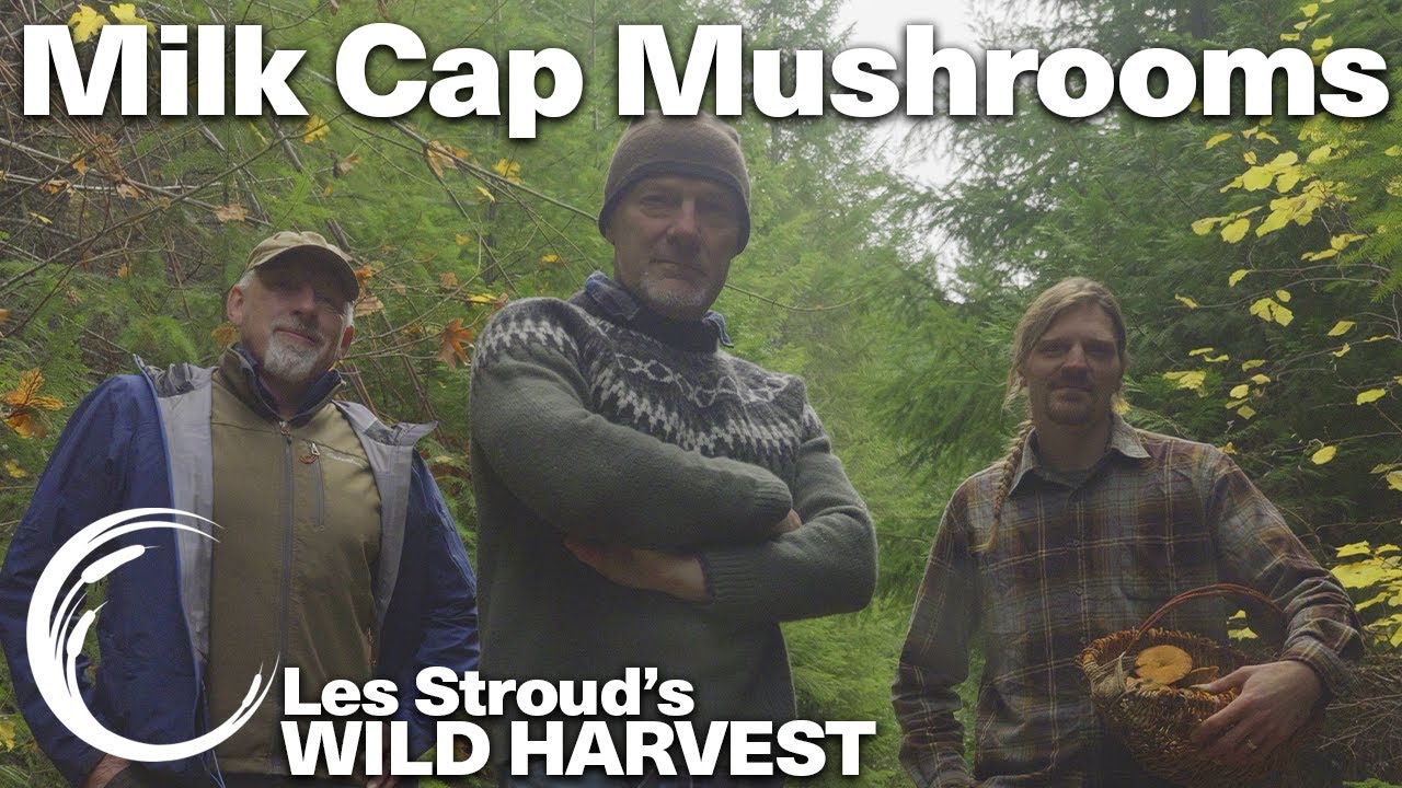 WILD HARVEST | MILK CAP MUSHROOMS | LES STROUD | PAUL ROGALSKI