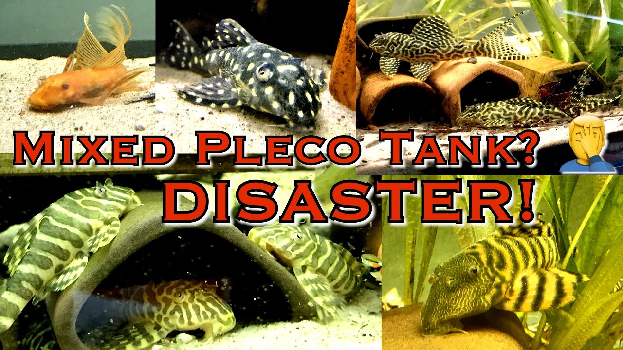 Смешанные резервуары Pleco - рецепт катастрофы!!! Почему они выходят из строя???