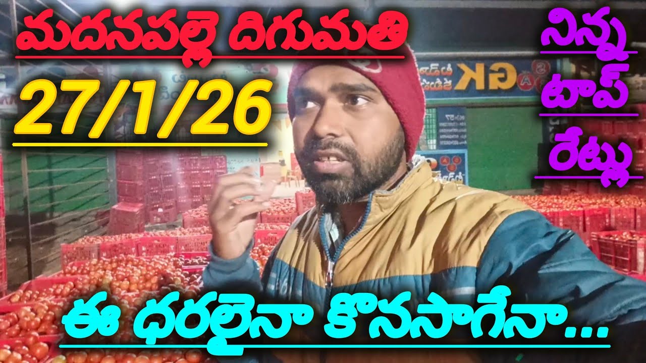 27/1/26 Madanapalle Tomato market stock today 🍅 నిన్న టాప్ రేట్లు 